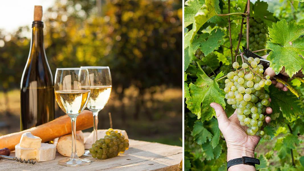 Hvidvin og druer i Toscana